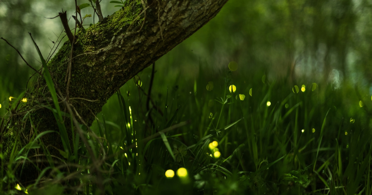 Le secret lumineux des lucioles enfin expliqué
