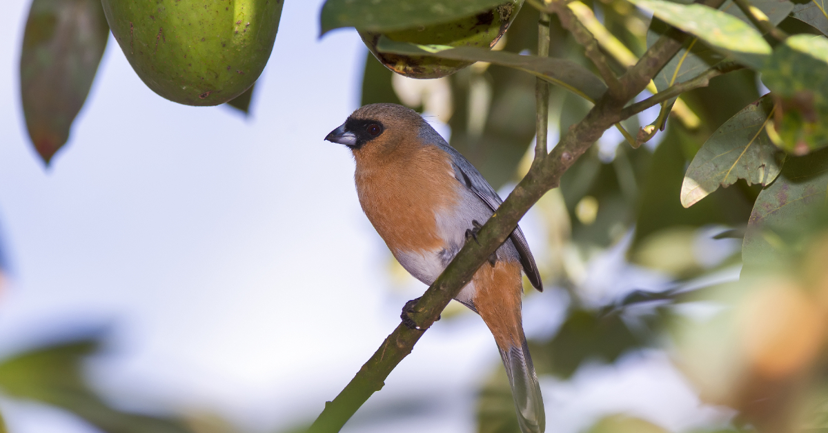 Le martin-chasseur cannelle de retour à l'état sauvage
