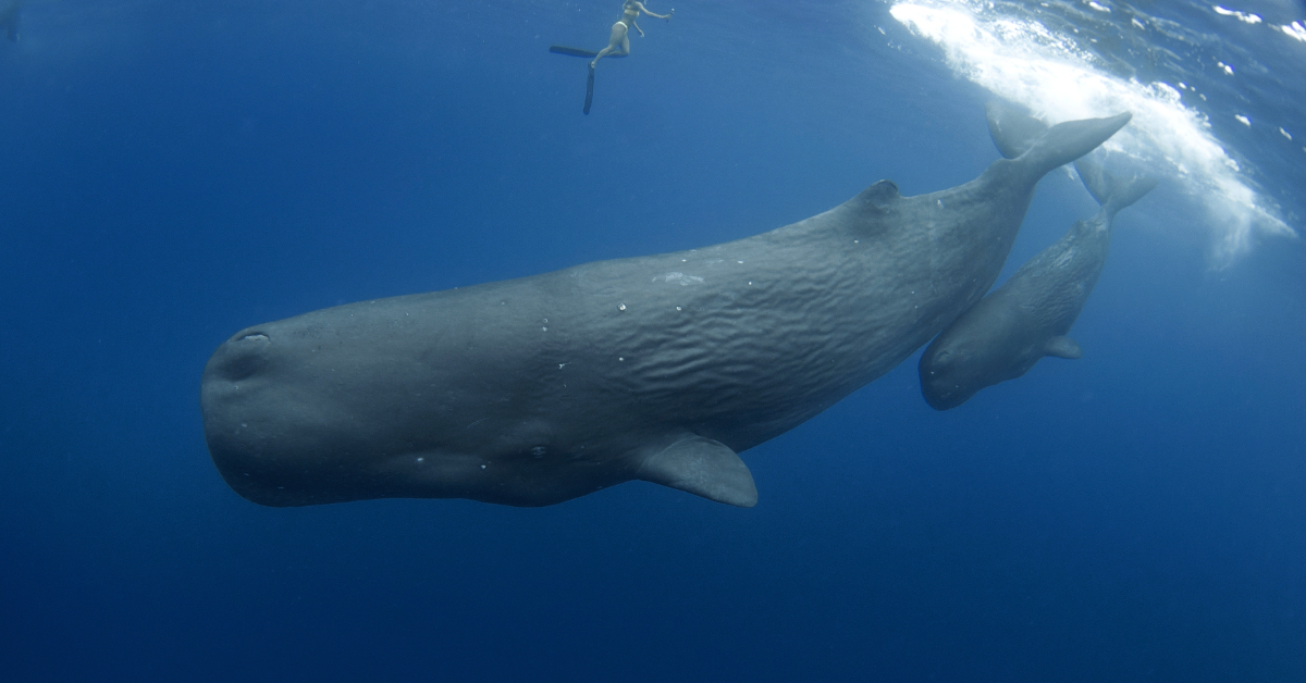 Sommet des Océans : les États s'engagent pour un océan plus silencieux - enfin ?