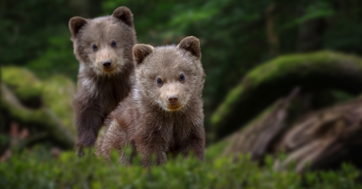 Oursons en cavale : une semaine de miel engloutie au zoo de Devon