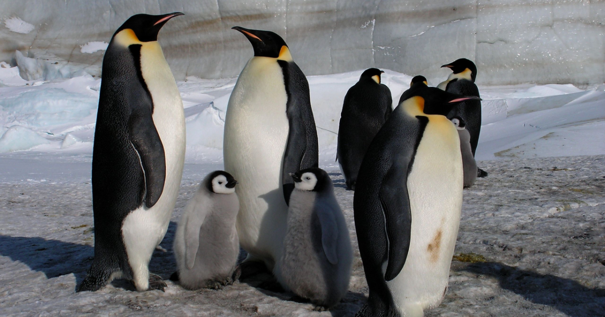 Peut-on encore sauver le manchot empereur ? Peut-on encore sauver le manchot empereur ?