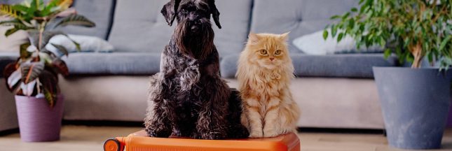Vacances d’été : les vétérinaires lancent l’alerte pour protéger chiens et chats