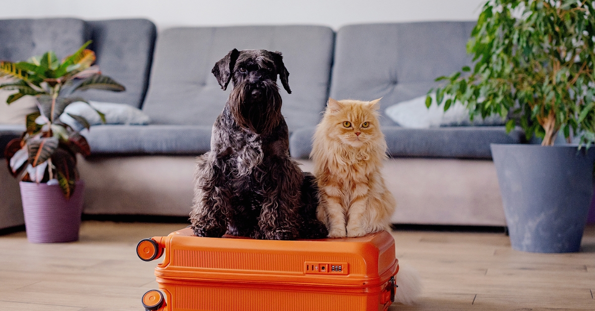 Vacances d'été : les vétérinaires lancent l'alerte pour protéger chiens et chats Vacances d'été : les vétérinaires lancent l'alerte pour protéger chiens et chats