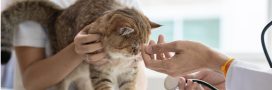 Abandons d’animaux : les frais de vétérinaire trop élevés en cause ?