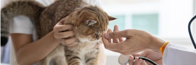 abandons-danimaux-les-frais-de-veterinaire-trop-eleves-en-cause (2)