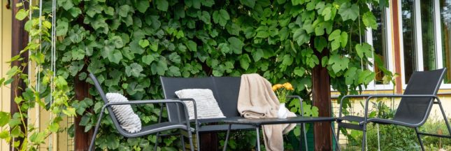 comment-creer-des-zones-dombre-au-naturel (1)