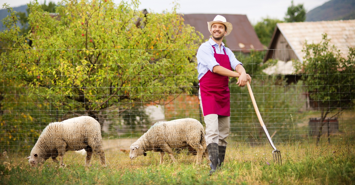 Écopâturage  : Leroy Merlin lâche les moutons sur votre gazon