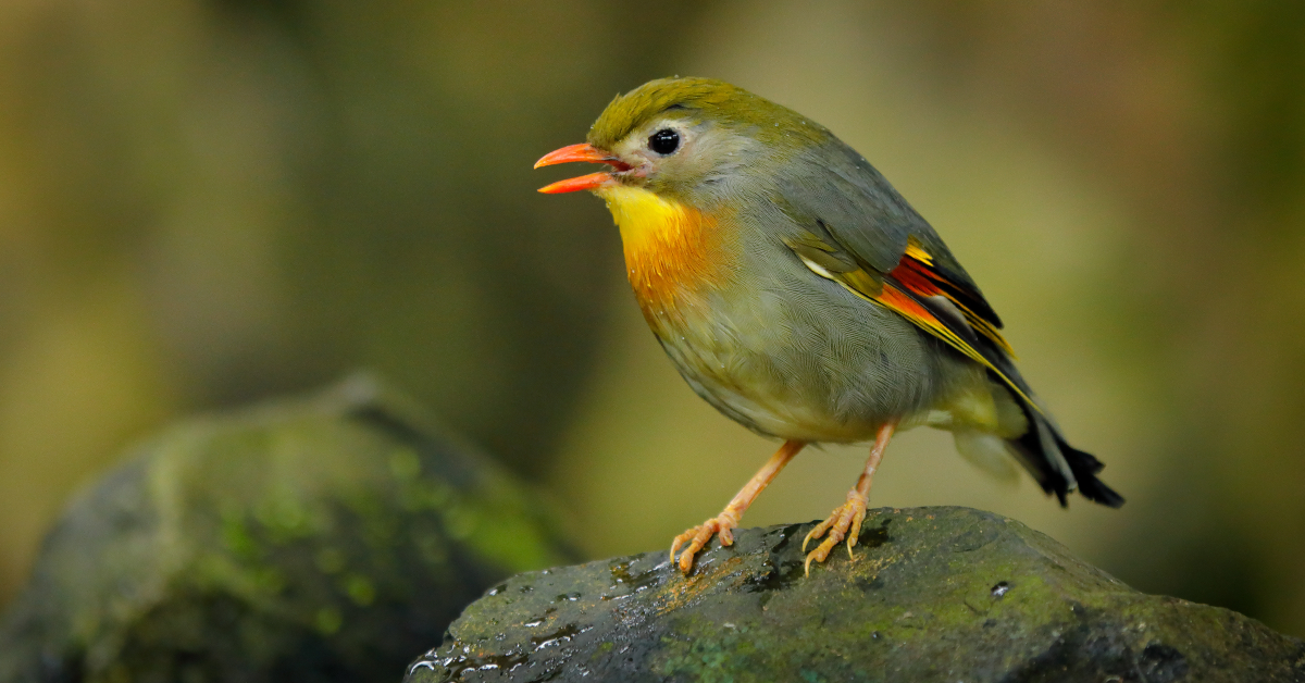 Le rossignol du Japon, une espèce envahissante ?