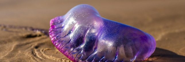 tentacules-invisibles-piqures-bien-reelles-la-physalie-seme-la-terreur-sur-les-plages