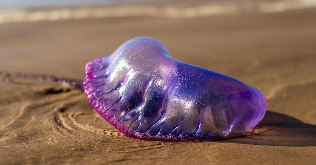 Tentacules invisibles, piqûres bien réelles : la physalie sème la terreur sur les plages