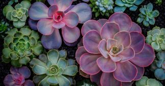 Chine : des plantes phosphorescentes éclairent comme des veilleuses Chine : des plantes phosphorescentes éclairent comme des veilleuses