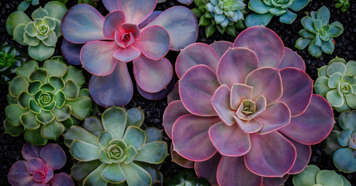 Chine : des plantes phosphorescentes éclairent comme des veilleuses Chine : des plantes phosphorescentes éclairent comme des veilleuses