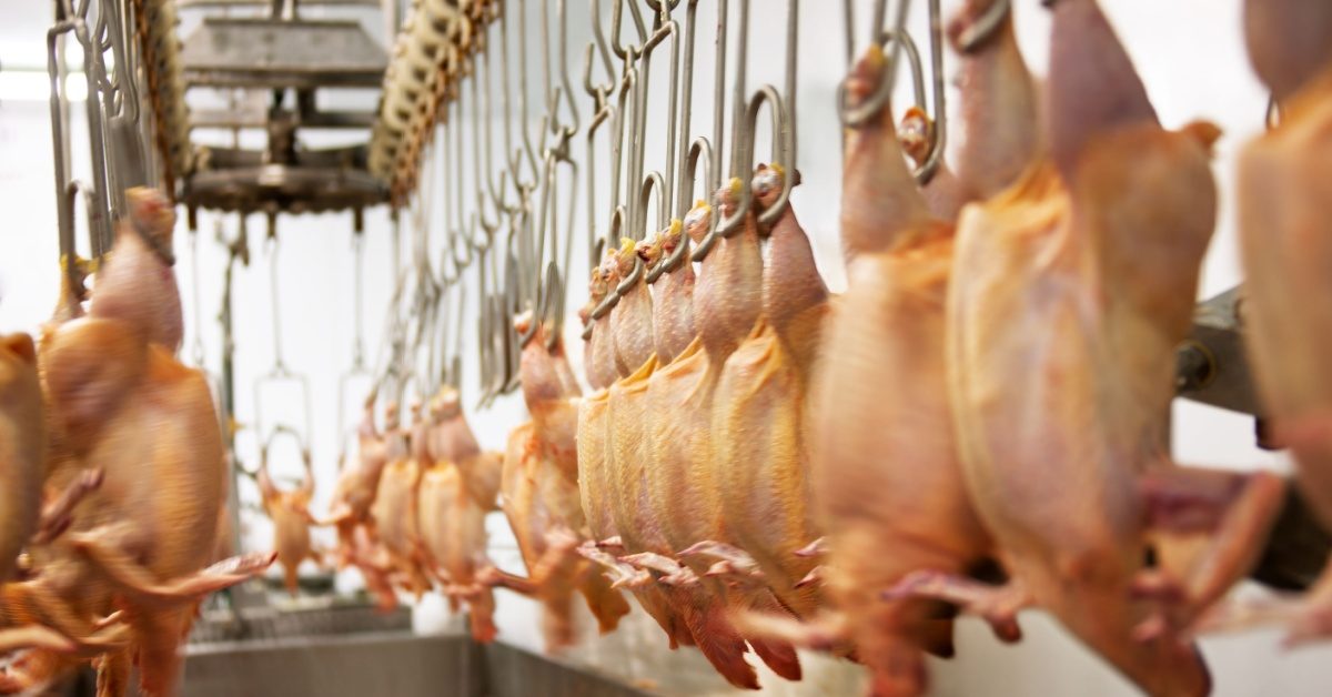 Corse : L214 demande la fermeture de l’abattoir de Porto-Vecchio