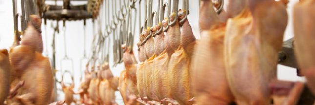 corse-l214-demande-la-fermeture-de-labattoir-de-porto-vecchio