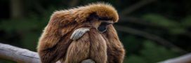 Un bébé gibbon à mains blanches né au zoo de Spay : une première française