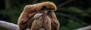 Un bébé gibbon à mains blanches né au zoo de Spay : une première française