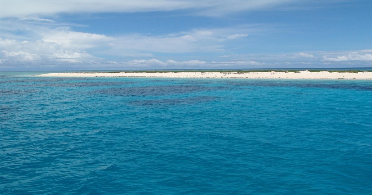 La Grande Barrière de corail blanchit comme jamais