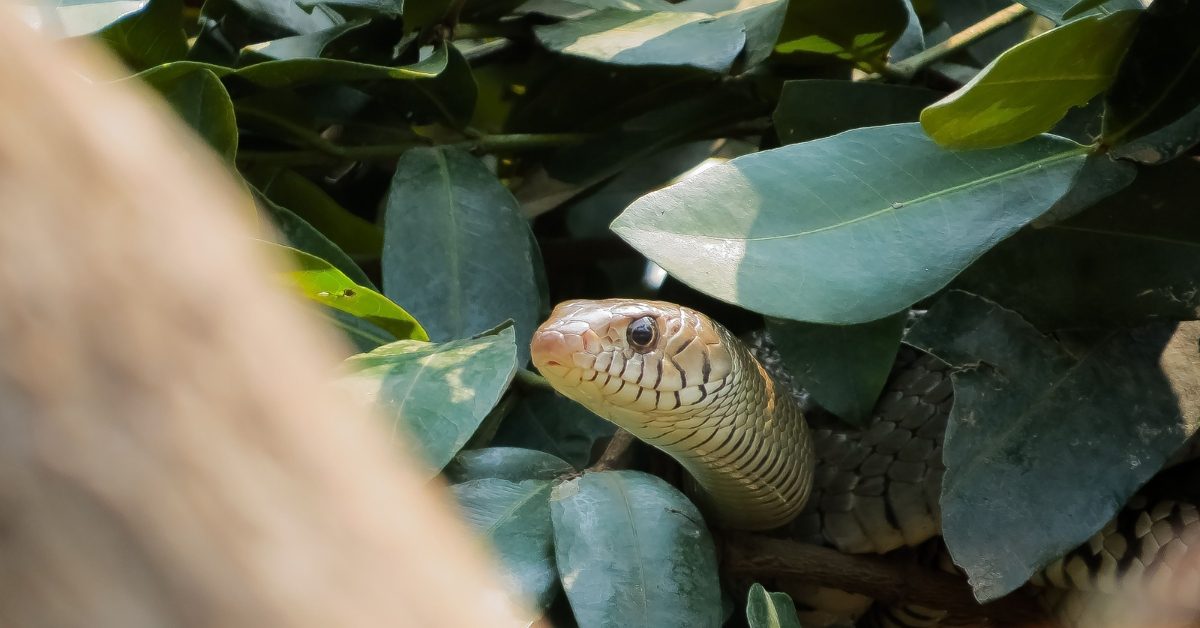 Comment (et pourquoi) accueillir les serpents dans votre jardin ?