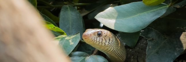 Comment (et pourquoi) accueillir les serpents dans votre jardin ?