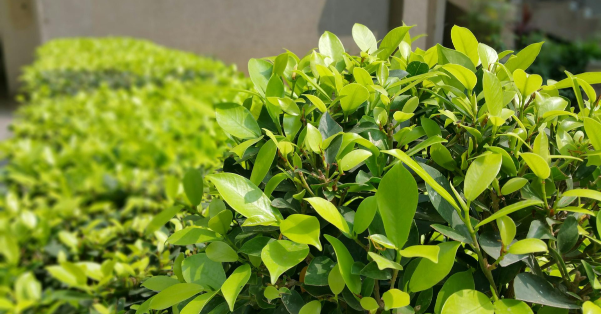 Comment choisir un arbuste persistant pour un jardin verdoyant toute l’année ?