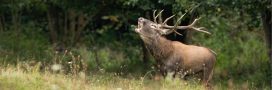 Brame des cerfs : l’expérience unique de « slow TV en direct » en forêt de Rambouillet