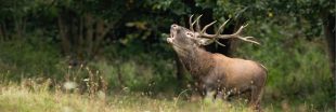 Brame des cerfs : l'expérience unique de « slow TV en direct » en forêt de Rambouillet