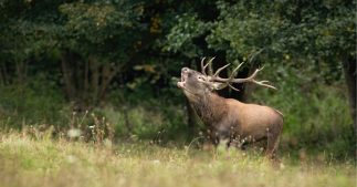 Brame des cerfs : l'expérience unique de « slow TV » en forêt de Rambouillet