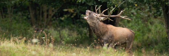 Musique et bien-être émotionnel : l’art de composer des playlists pour influencer son humeur