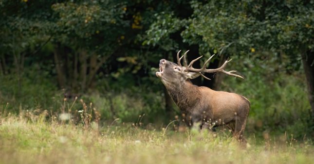 Brame des cerfs : l'expérience unique de « slow TV en direct » en forêt de Rambouillet Brame des cerfs : l'expérience unique de « slow TV en direct » en forêt de Rambouillet
