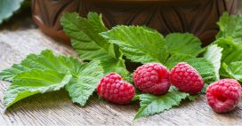 Feuilles de framboisier : secrets bien-être et recettes DIY beauté & santé