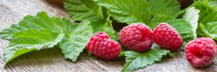 Feuilles de framboisier : secrets bien-être et recettes DIY beauté & santé