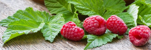 Feuilles de framboisier : secrets bien-être et recettes DIY beauté & santé