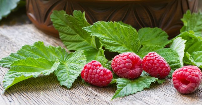 Feuilles de framboisier : secrets bien-être et recettes DIY beauté & santé
