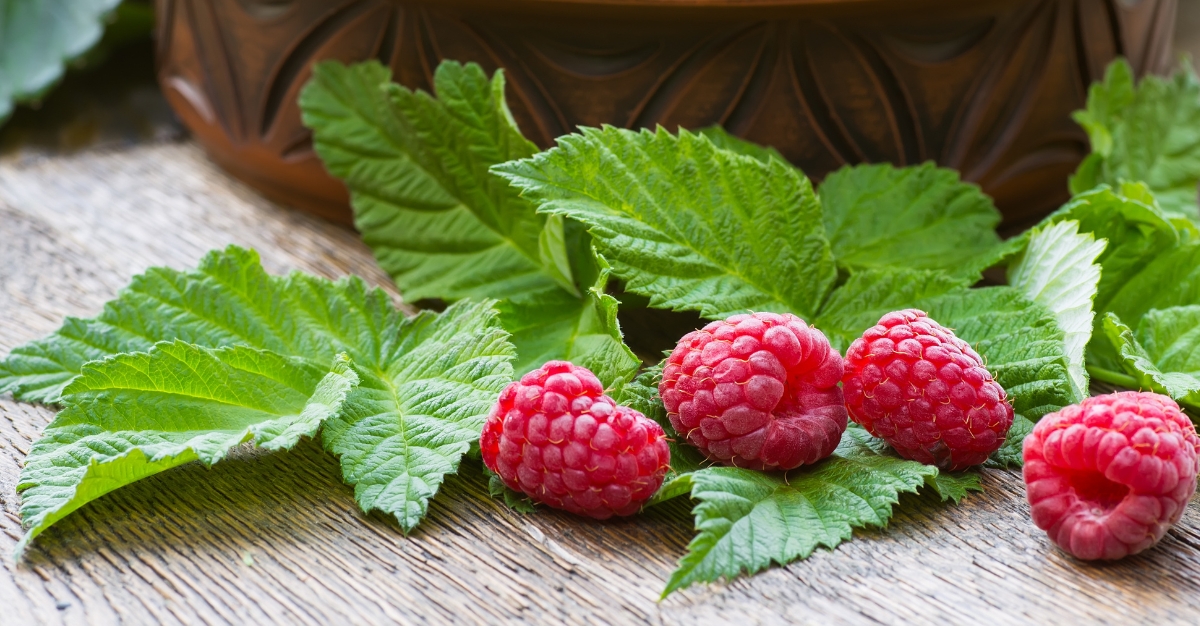 Feuilles de framboisier : secrets bien-être et recettes DIY beauté & santé Feuilles de framboisier : secrets bien-être et recettes DIY beauté & santé