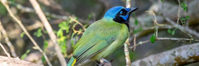 Quand deux espèces de geai se croisent : un hybride inédit découvert aux États-Unis