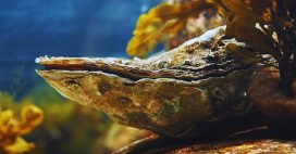 Les huîtres, alliées inattendues contre le réchauffement climatique Les huîtres, alliées inattendues contre le réchauffement climatique