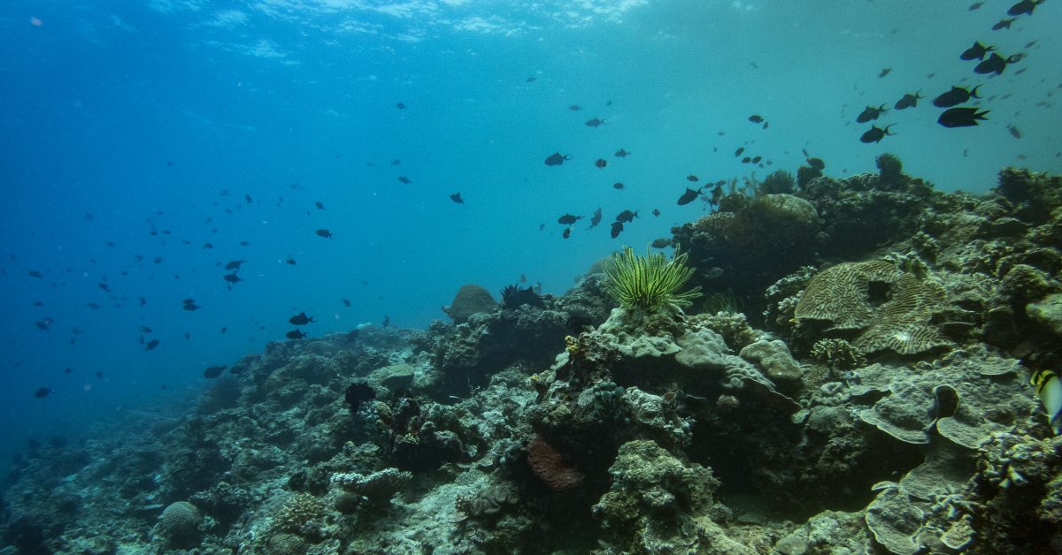 Pesticides : comment leur ruissellement altère la vie dans les océans ?