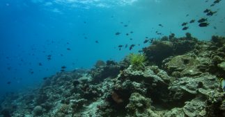 Pesticides : comment leur ruissellement altère la vie dans les océans ? Pesticides : comment leur ruissellement altère la vie dans les océans ?