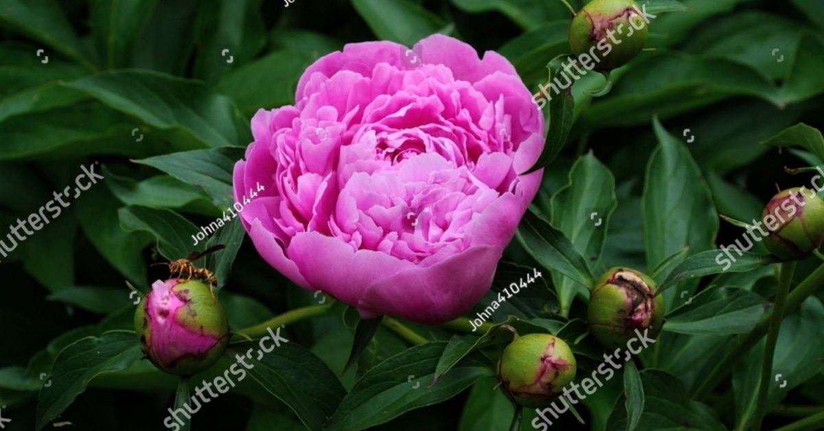 En automne plantez la pivoine, reine des bouquets de printemps !