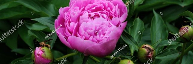 Planter les pivoines