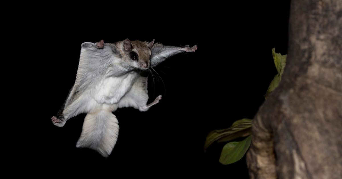 Pourquoi le polatouche, écureuil volant, est-il fluorescent ?