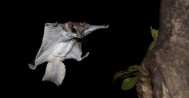 Pourquoi le polatouche, écureuil volant, est-il fluorescent ? Pourquoi le polatouche, écureuil volant, est-il fluorescent ?