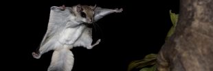 Pourquoi le polatouche, écureuil volant, est-il fluorescent ?