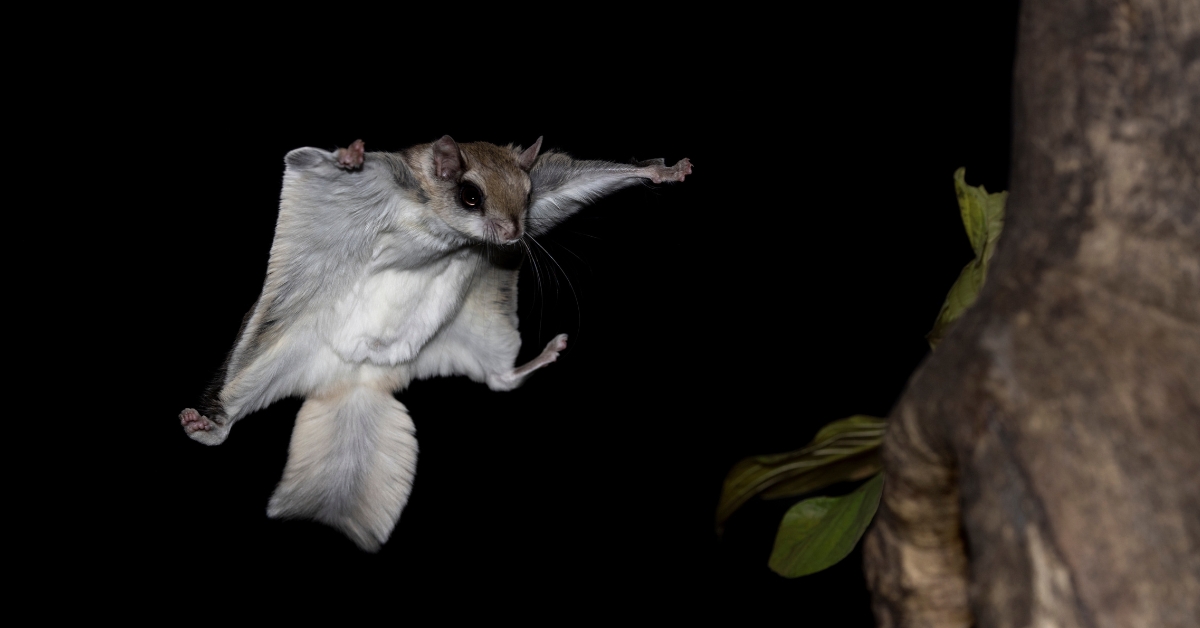 Pourquoi le polatouche, écureuil volant, est-il fluorescent ?
