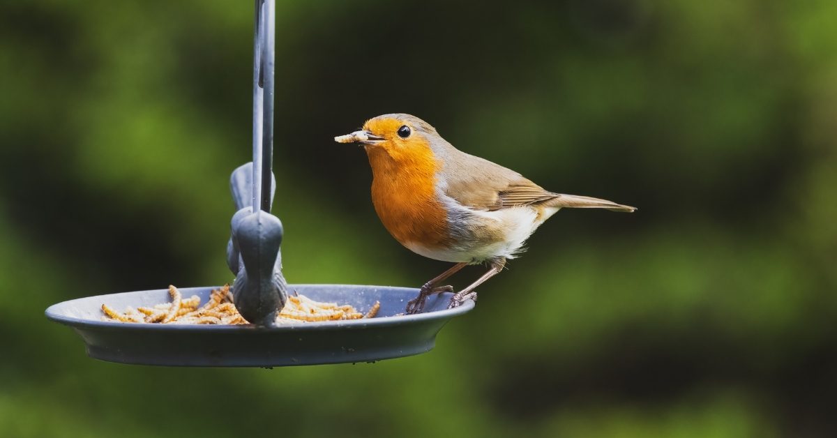 Rouges-gorges en automne : l’aliment inattendu qui peut les sauver
