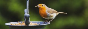 Rouges-gorges en automne : l'aliment inattendu qui peut les sauver