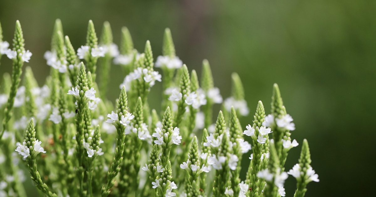Beauté naturelle : 5 bienfaits méconnus de la verveine pour la peau