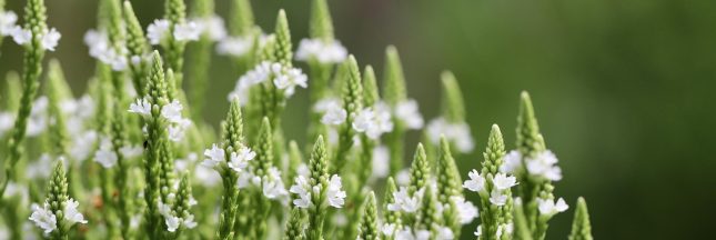 Beauté naturelle : 5 bienfaits méconnus de la verveine