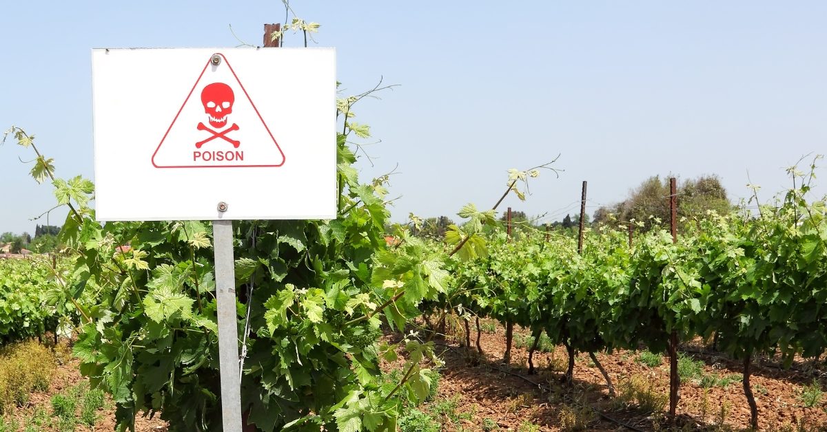 Pesticides : les riverains des vignobles français particulièrement exposés