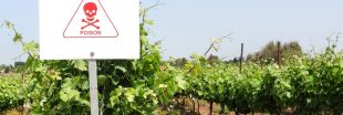Pesticides : les riverains des vignobles français particulièrement exposés